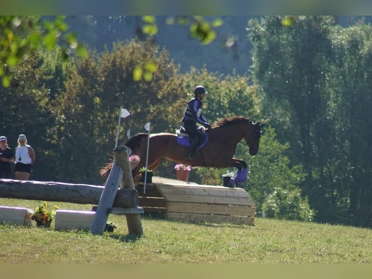 Warmblood austríaco Caballo castrado 11 años 173 cm Castaño in Fürstenfeld