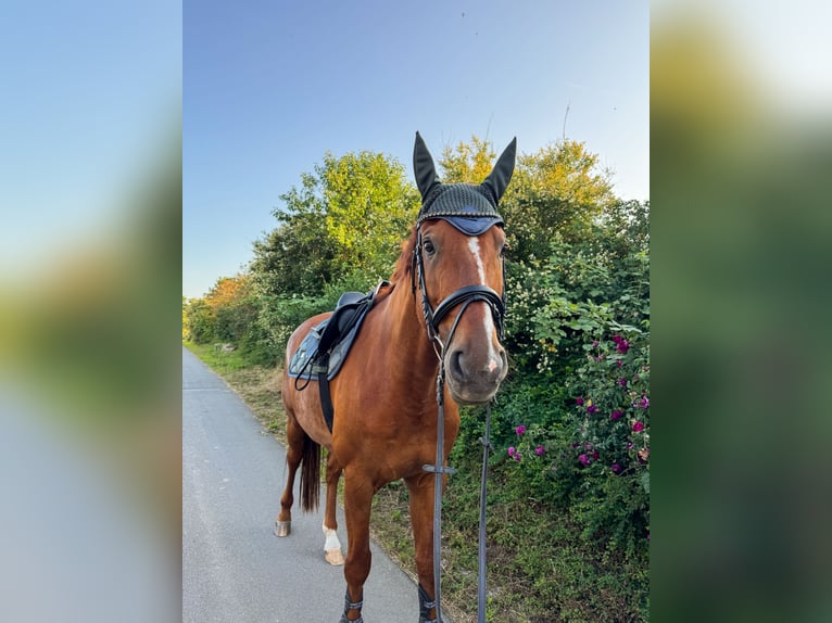Warmblood austríaco Caballo castrado 11 años 174 cm Alazán in Prichsenstadt Warmblood austríaco Caballo castrado 11 años 174 cm Alazán in Prichsenstadt