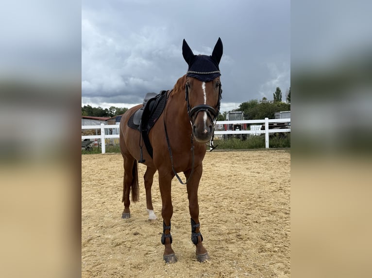 Warmblood austríaco Caballo castrado 11 años 174 cm Alazán in Prichsenstadt Warmblood austríaco Caballo castrado 11 años 174 cm Alazán in Prichsenstadt