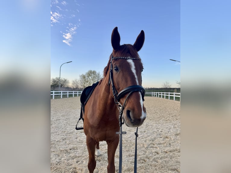 Warmblood austríaco Caballo castrado 11 años 174 cm Alazán in Prichsenstadt Warmblood austríaco Caballo castrado 11 años 174 cm Alazán in Prichsenstadt