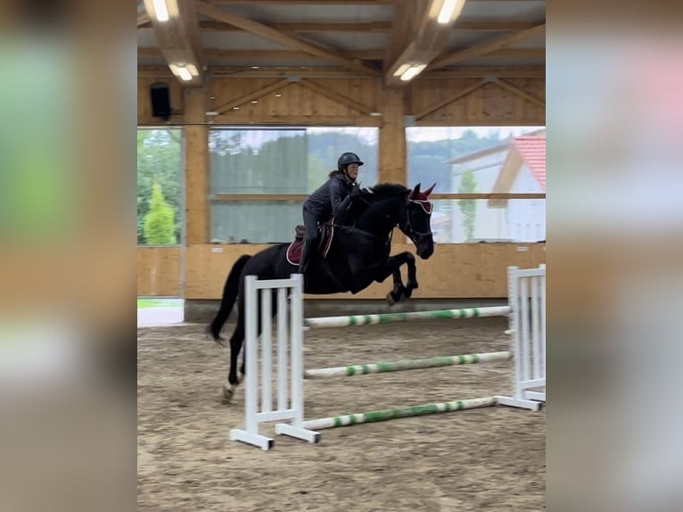 Warmblood austríaco Caballo castrado 11 años 174 cm Negro in Talheim