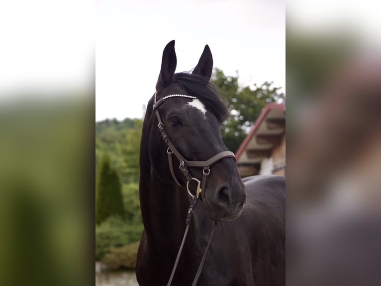 Warmblood austríaco Caballo castrado 11 años 174 cm Negro in Talheim