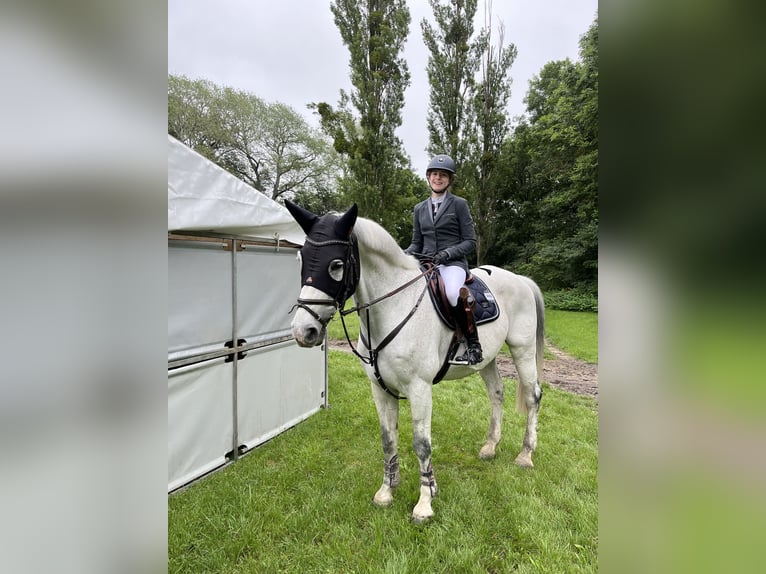 Warmblood austríaco Caballo castrado 11 años 174 cm Tordo in Pressbaum