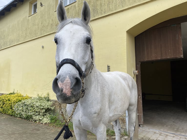 Warmblood austríaco Caballo castrado 11 años 174 cm Tordo in Pressbaum