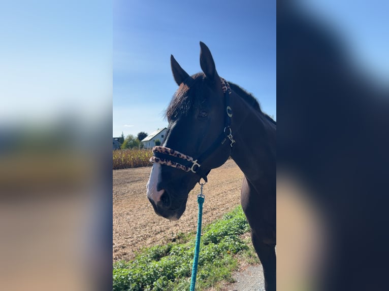 Warmblood austríaco Caballo castrado 11 años 180 cm Negro in Dobersdorf