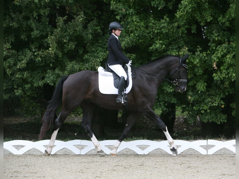 Warmblood austríaco Caballo castrado 11 años 180 cm Negro in Dobersdorf