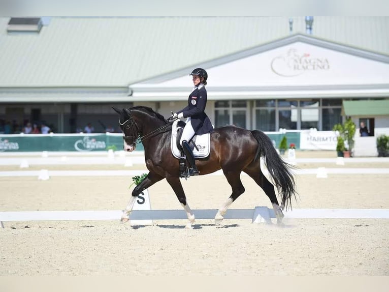 Warmblood austríaco Caballo castrado 12 años 162 cm Morcillo in Göstritz