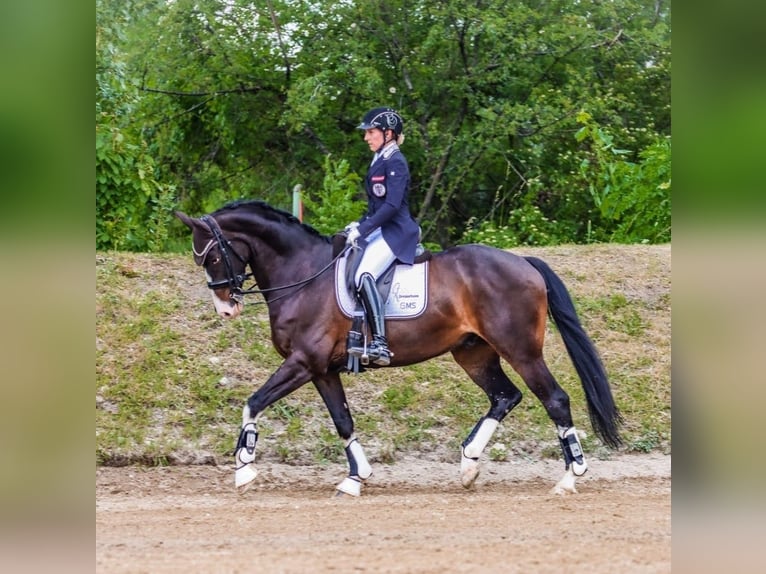 Warmblood austríaco Caballo castrado 12 años 162 cm Morcillo in Göstritz