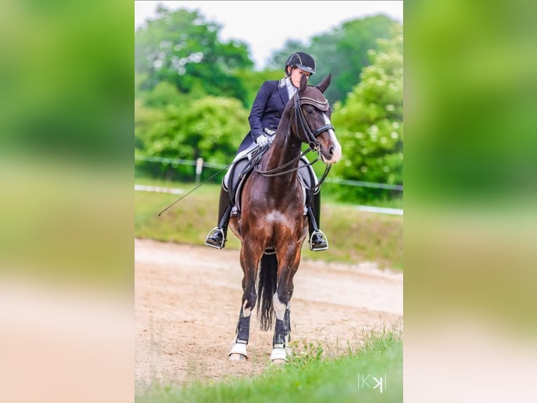 Warmblood austríaco Caballo castrado 12 años 162 cm Morcillo in Göstritz