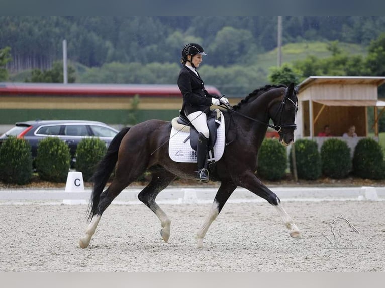 Warmblood austríaco Caballo castrado 12 años 162 cm Morcillo in Göstritz