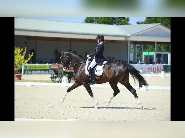 Warmblood austríaco Caballo castrado 12 años 162 cm Morcillo in Göstritz