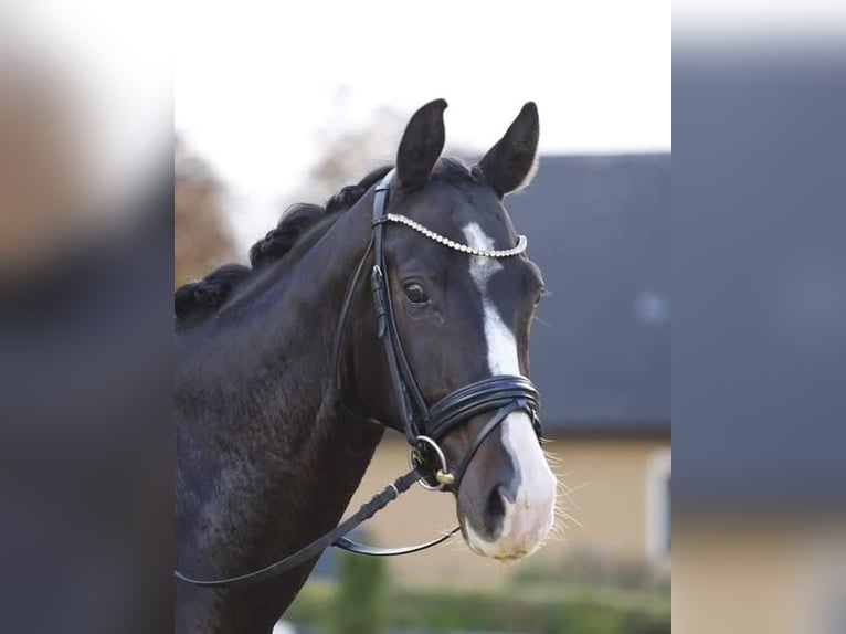 Warmblood austríaco Caballo castrado 12 años 162 cm Morcillo in Göstritz