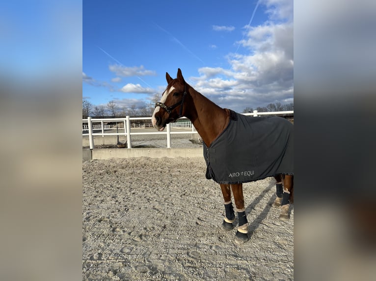 Warmblood austríaco Caballo castrado 12 años 165 cm Alazán in Schwechatbach