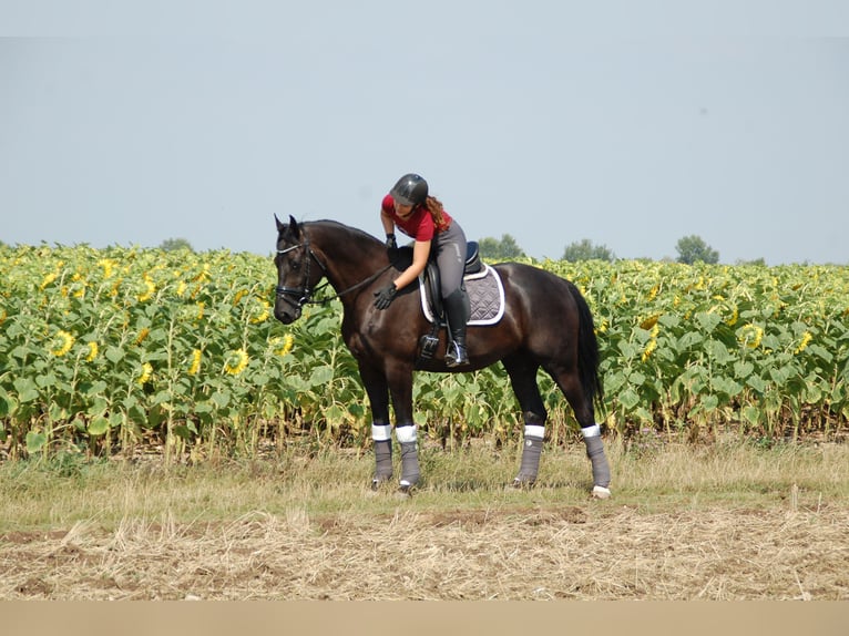 Warmblood austríaco Caballo castrado 12 años 168 cm Negro in Wr. Neutstadt