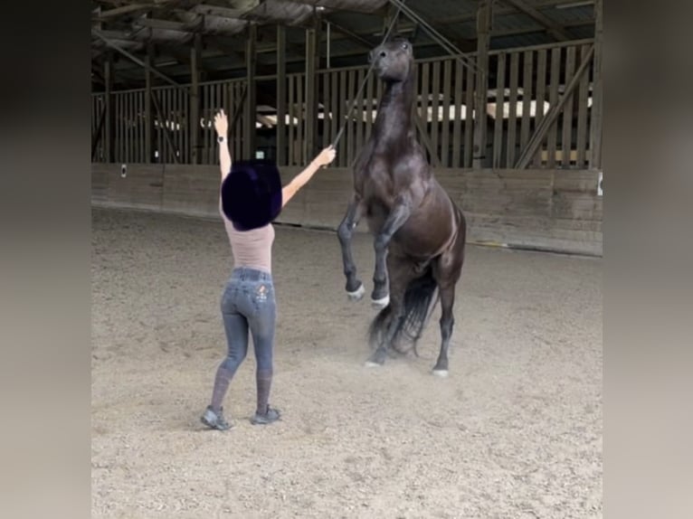 Warmblood austríaco Mestizo Caballo castrado 12 años 170 cm Negro in Köflach