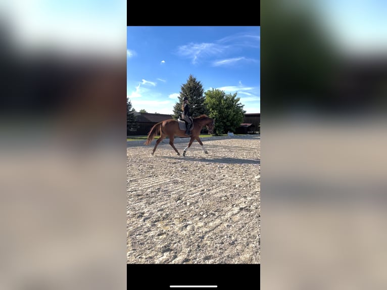 Warmblood austríaco Caballo castrado 12 años 172 cm Alazán in Stetten