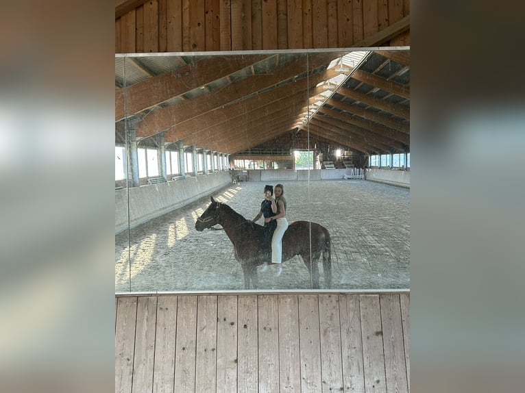 Warmblood austríaco Caballo castrado 12 años 172 cm Alazán in Stetten