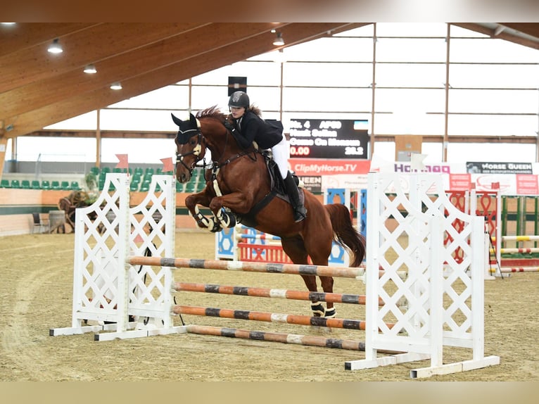 Warmblood austríaco Caballo castrado 12 años 172 cm Alazán in Stetten