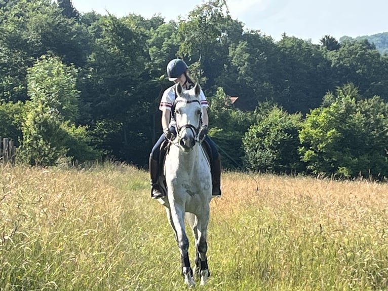 Warmblood austríaco Caballo castrado 12 años 174 cm Tordo in Pressbaum