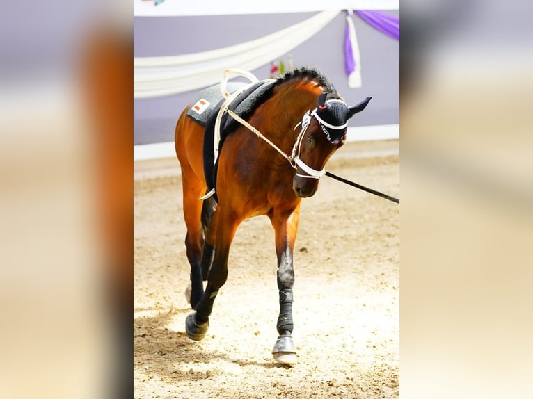 Warmblood austríaco Caballo castrado 12 años 178 cm Castaño in Gössendorf