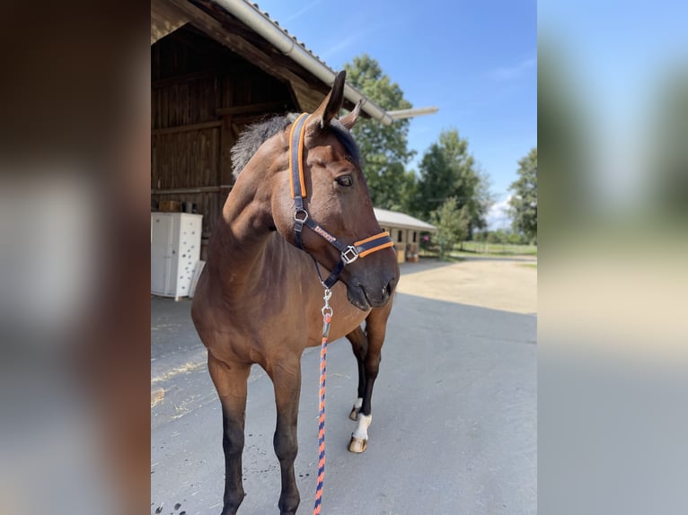 Warmblood austríaco Caballo castrado 12 años 178 cm Castaño in Gössendorf