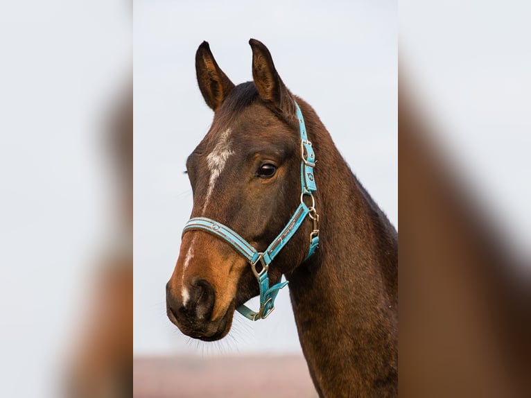 Warmblood austríaco Caballo castrado 12 años 186 cm Castaño in Hof am Leithaberge