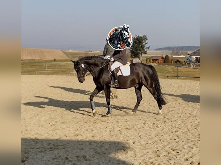Warmblood austríaco Caballo castrado 13 años 168 cm Negro in Biberach an der Ri&#xDF; Bergerhausen
