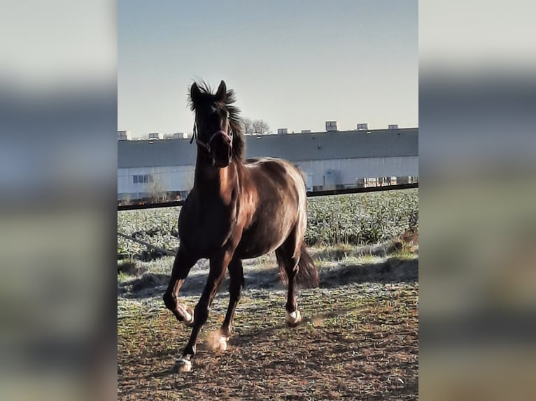 Warmblood austríaco Caballo castrado 13 años 168 cm Negro in Biberach an der Ri&#xDF; Bergerhausen