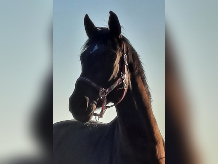 Warmblood austríaco Caballo castrado 13 años 168 cm Negro in Biberach an der Ri&#xDF; Bergerhausen