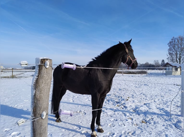 Warmblood austríaco Caballo castrado 13 años 168 cm Negro in Biberach an der Ri&#xDF; Bergerhausen