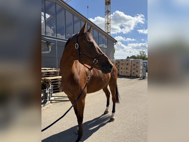Warmblood austríaco Caballo castrado 13 años 172 cm Castaño in Schrobenhausen