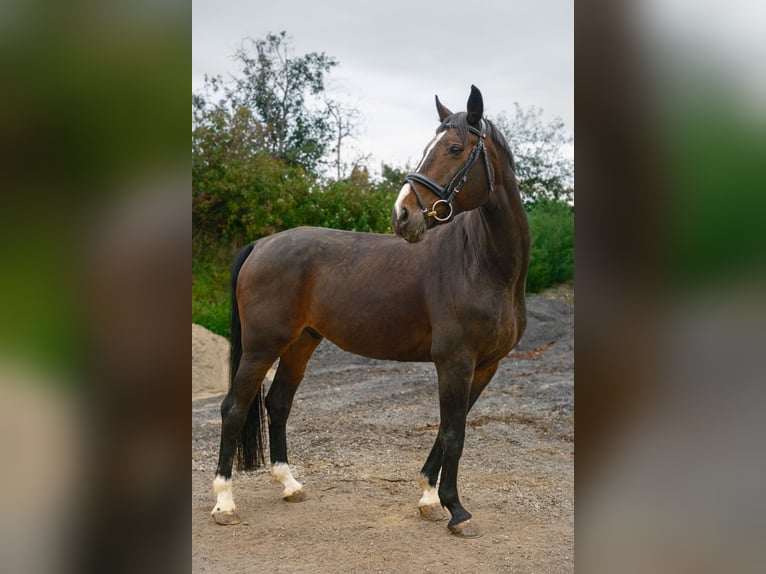 Warmblood austríaco Caballo castrado 14 años 165 cm Morcillo in Altenfelden Warmblood austríaco Caballo castrado 14 años 165 cm Morcillo in Altenfelden