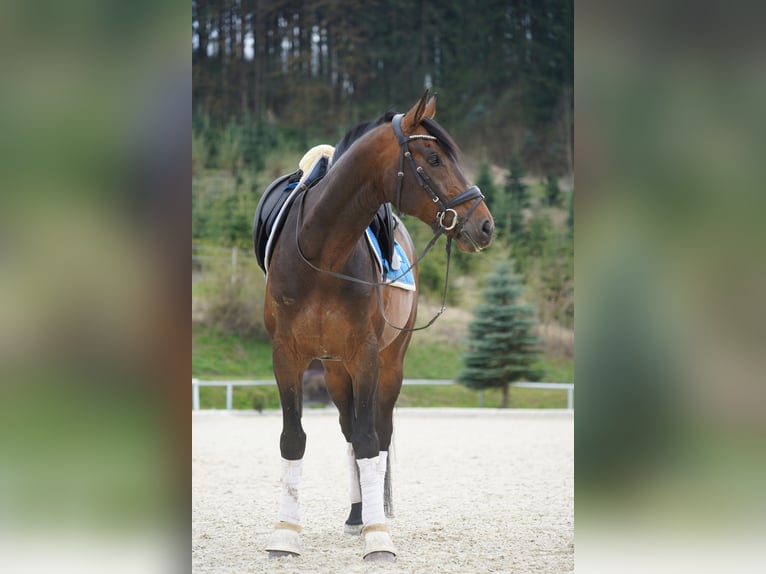 Warmblood austríaco Caballo castrado 14 años 167 cm Castaño oscuro in Kumberg