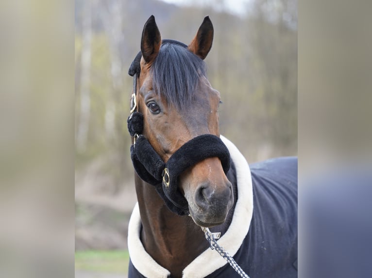 Warmblood austríaco Caballo castrado 14 años 167 cm Castaño oscuro in Kumberg