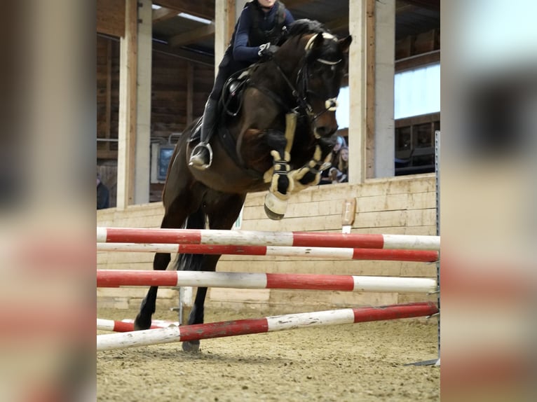 Warmblood austríaco Caballo castrado 14 años 167 cm Castaño oscuro in Kumberg