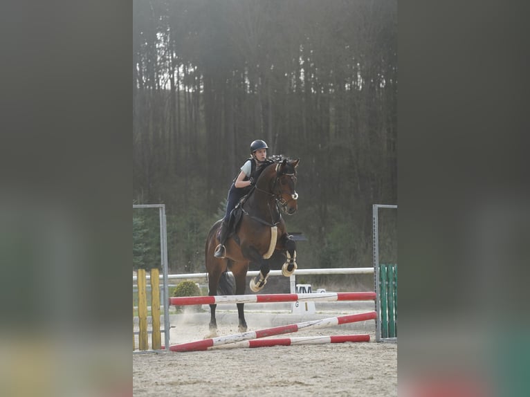 Warmblood austríaco Caballo castrado 14 años 167 cm Castaño oscuro in Kumberg