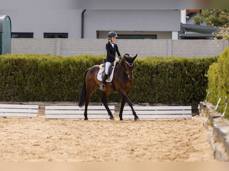 Warmblood austríaco Caballo castrado 14 años 167 cm Castaño oscuro in Kumberg