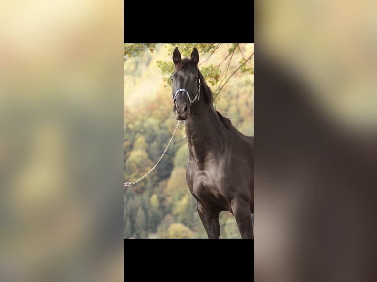 Warmblood austríaco Caballo castrado 14 años 172 cm Negro in St.Pölten