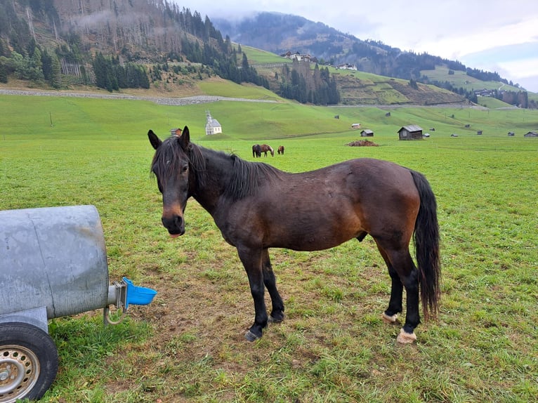 Warmblood austríaco Caballo castrado 15 años 145 cm in Obertilliach