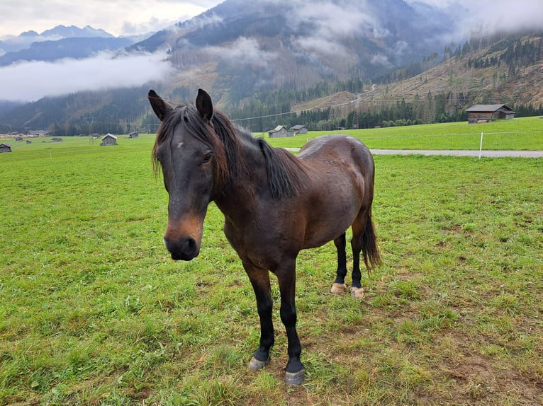 Warmblood austríaco Caballo castrado 15 años 145 cm in Obertilliach