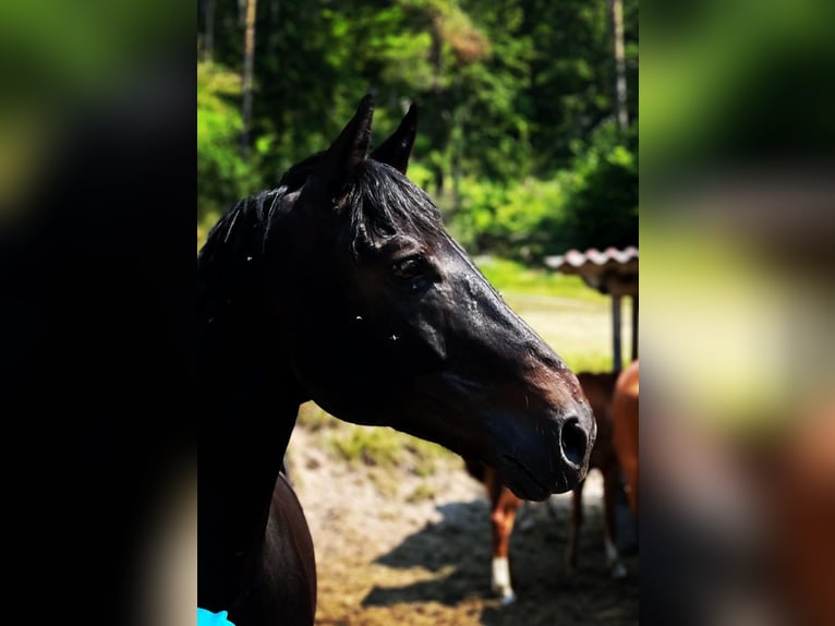 Warmblood austríaco Caballo castrado 15 años 167 cm Negro in Stadl-Paura