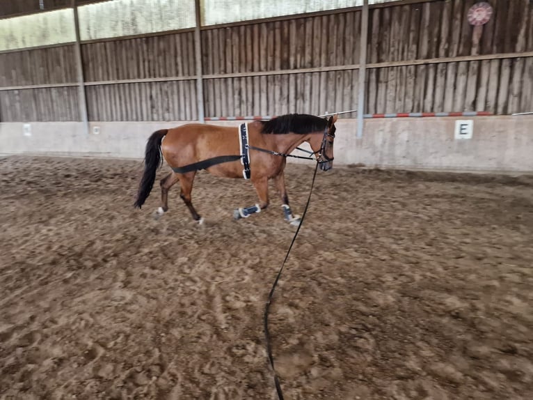 Warmblood austríaco Caballo castrado 15 años Castaño in Lebring
