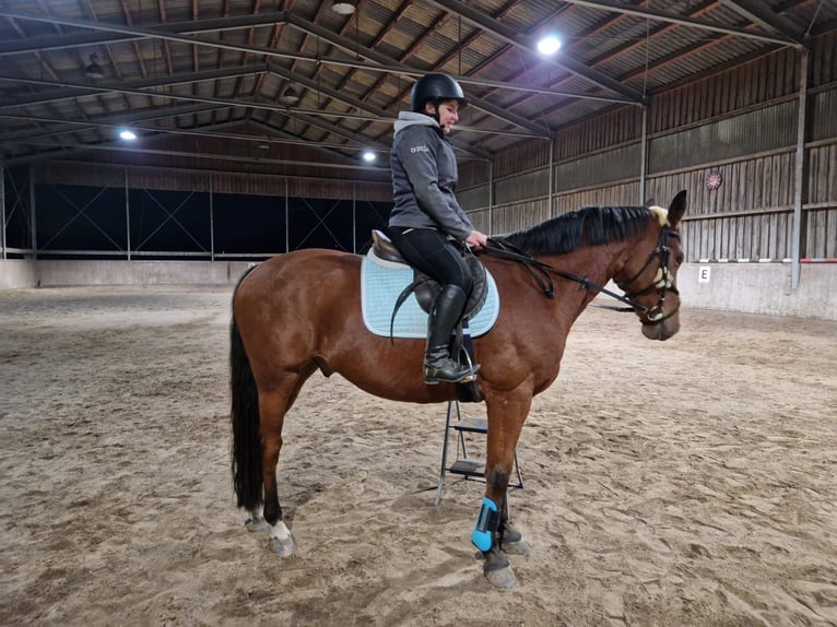 Warmblood austríaco Caballo castrado 15 años Castaño in Lebring