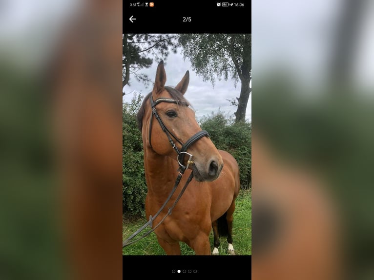 Warmblood austríaco Caballo castrado 15 años Castaño in Lebring