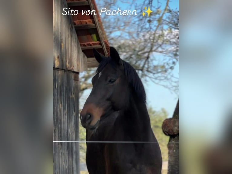 Warmblood austríaco Caballo castrado 15 años Castaño in Stegersbach