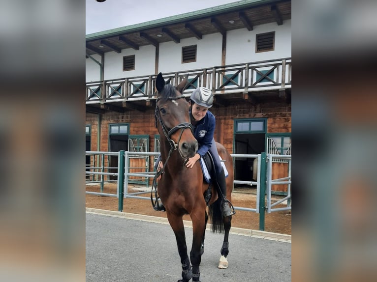 Warmblood austríaco Caballo castrado 15 años Castaño in Stegersbach