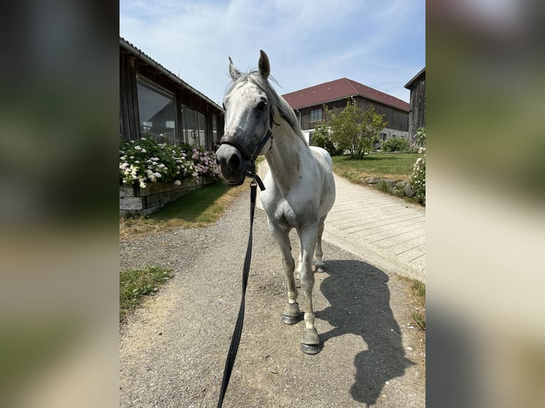 Warmblood austríaco Caballo castrado 16 años 166 cm Tordo rodado in Bergland