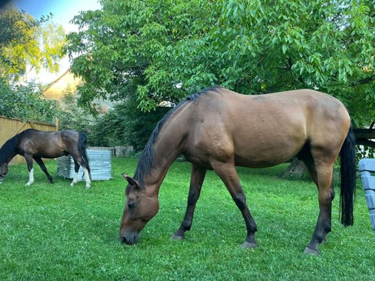 Warmblood austríaco Caballo castrado 16 años 168 cm Castaño in Pottendorf