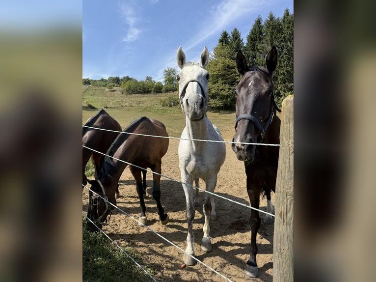 Warmblood austríaco Caballo castrado 16 años 174 cm Tordo in Pöls an der Wieserbahn