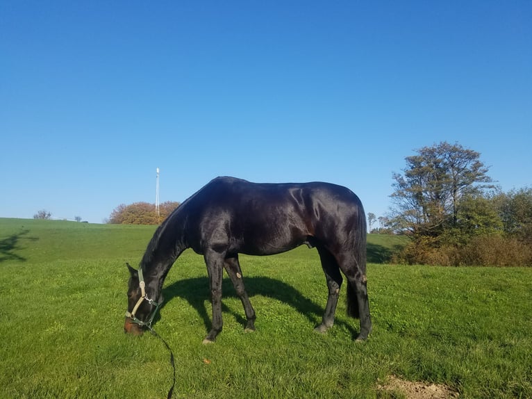 Warmblood austríaco Caballo castrado 16 años 185 cm Negro in Heiligenkreuz/Wienerwald